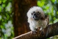 Cotton-top tamarin small monkey on a tree trunk Royalty Free Stock Photo