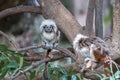 Cotton Top Tamarin a small New World monkey is on a tree. Exotic animals