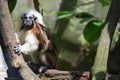 The cotton-top tamarin is a small New World monkey weighing less Royalty Free Stock Photo