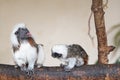 Cotton-top tamarin social interaction with young monkey Royalty Free Stock Photo