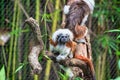 Cotton Top Tamarin Royalty Free Stock Photo