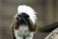 Cotton-top Tamarin