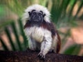 Cotton-top tamarin on a tree branch. Royalty Free Stock Photo