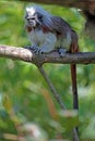 Cotton-top tamarin on a tree Royalty Free Stock Photo