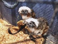 A cotton top tamarins in closeup, tropical critically endangered monkey from Colombia in the cage