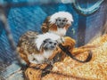 A cotton top tamarins in closeup, tropical critically endangered monkey from Colombia in the cage