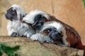 The cotton-top Tamarins monkey