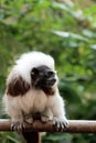 Cotton-top tamarins (Saguinus Oedipus) Royalty Free Stock Photo