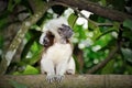 Cotton-top tamarins (Saguinus Oedipus) in Singapor Royalty Free Stock Photo