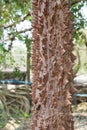 Cotton tree with many of thorns Royalty Free Stock Photo