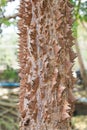Cotton tree with many of thorns Royalty Free Stock Photo