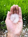 Cotton tree seed cover by fluffy cotton ball Royalty Free Stock Photo
