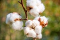 Cotton twig outdoors Royalty Free Stock Photo