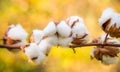 Cotton twig outdoors, sunny day Royalty Free Stock Photo