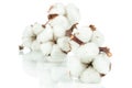 Cotton twig Royalty Free Stock Photo