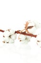 Cotton twig on white background