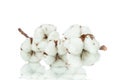 Cotton twig on white background