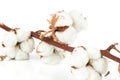 Cotton twig on white background Royalty Free Stock Photo