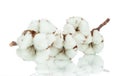 Cotton twig on white background Royalty Free Stock Photo