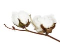 Cotton Royalty Free Stock Photo