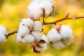 Cotton, white balls on a twig Royalty Free Stock Photo