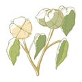 Cotton white soft flower, fluffy blossom decoration
