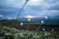 Cotton wool flower in remote mountain scenery during sunset and dramatic clouded scenery