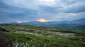 Cotton wool flower in remote mountain scenery during sunset and dramatic clouded scenery