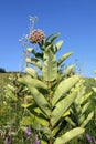 The cotton wool plant is green against a blue sky and green leaves Royalty Free Stock Photo