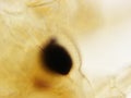 Cotton worm Eye 400x magnification