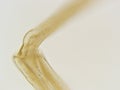 Cotton worm leg Joint 400x Magnification