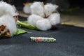 cotton written text,cotton best view Royalty Free Stock Photo