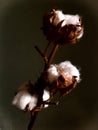Cottonflower Royalty Free Stock Photo
