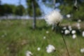 Cottongrass in a closeup - soft bokeh