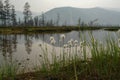 Cottongrass Eriophorum vaginatum in bloom in the area of Jack London Lake on a cloudy morning Royalty Free Stock Photo