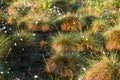 Cottongrass growing in a natural swamp habitat. Grass clumps in the weltalnds