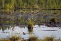 Cottongrass growing in a natural swamp habitat. Grass clumps in the weltalnds