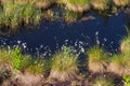 Cottongrass growing in a natural swamp habitat. Grass clumps in the weltalnds