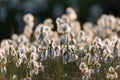 Cottongrass Royalty Free Stock Photo