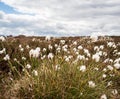 Common cottongrass Eriophorum angustifolium Royalty Free Stock Photo