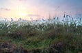 Cottongrass on marsh at sunrise