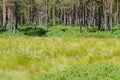 Cottongrass meadow and pine forest Royalty Free Stock Photo