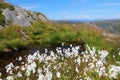 Cottongrass in Norway