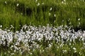 Cottongrass pattern in Icelandic tundra