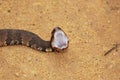 Cottonmouth Royalty Free Stock Photo