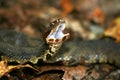 Cottonmouth Royalty Free Stock Photo