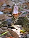 Cottonmouth Royalty Free Stock Photo