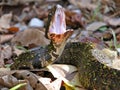 Cottonmouth