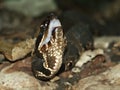 Cottonmouth (Agkistrodon piscivorus) Royalty Free Stock Photo