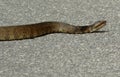 Cottonmouth Crossing the Road Royalty Free Stock Photo